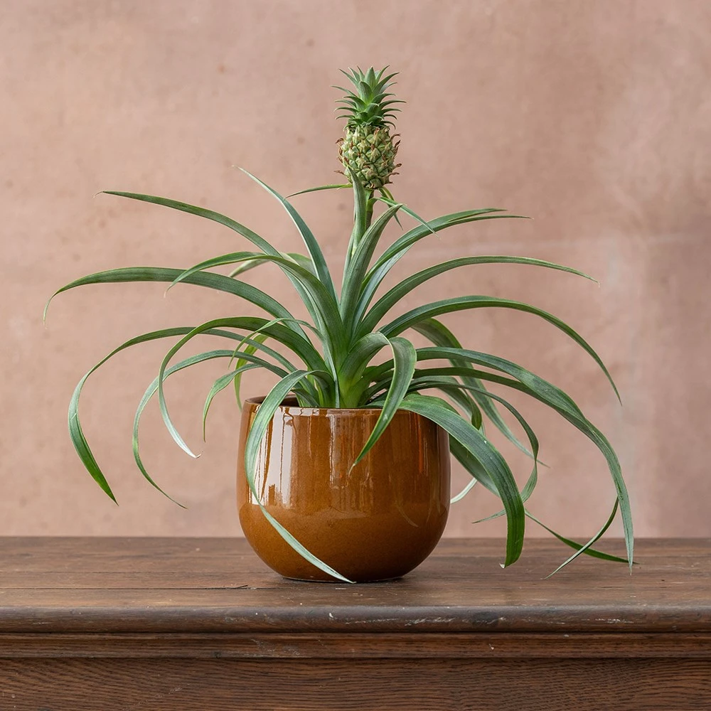 Ananas Comosus Corona ('Duranas2') (PBR) - Image 2