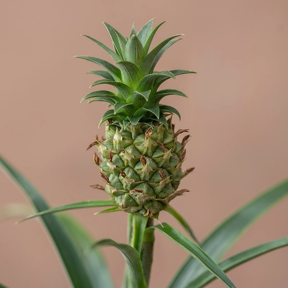 Ananas Comosus Corona ('Duranas2') (PBR) - Image 4
