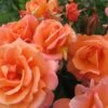 Rosa Scent From Heaven ('Chewbabaluv') (PBR)