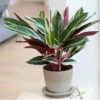 Stromanthe Sanguinea 'Triostar' (PBR)