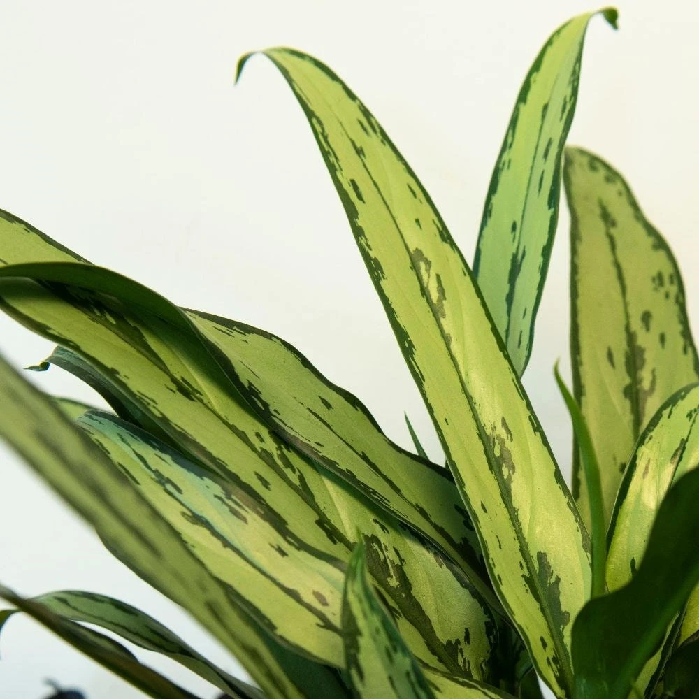 Aglaonema 'Cutlass' - Image 2