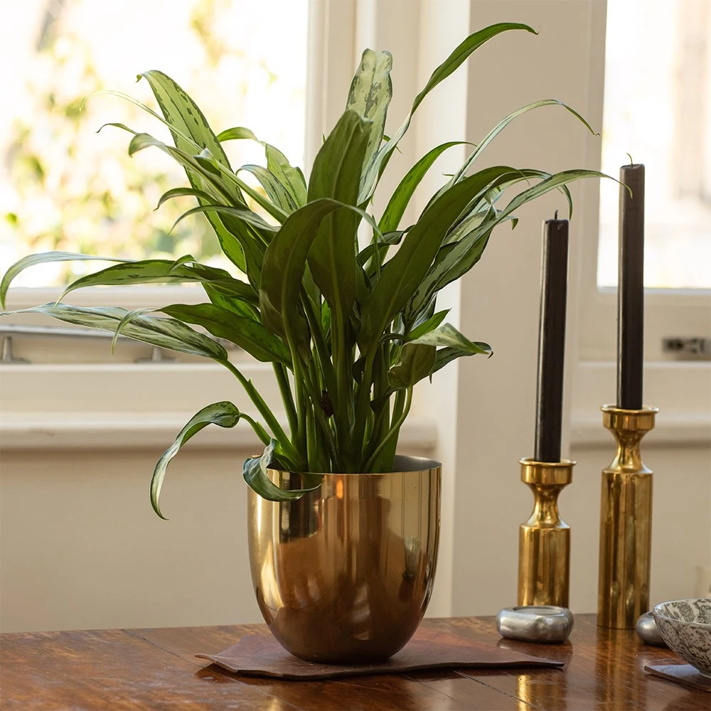 Aglaonema 'Cutlass' - Image 3