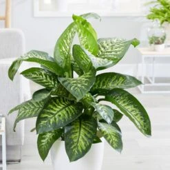 Dieffenbachia 'Tropic Snow'
