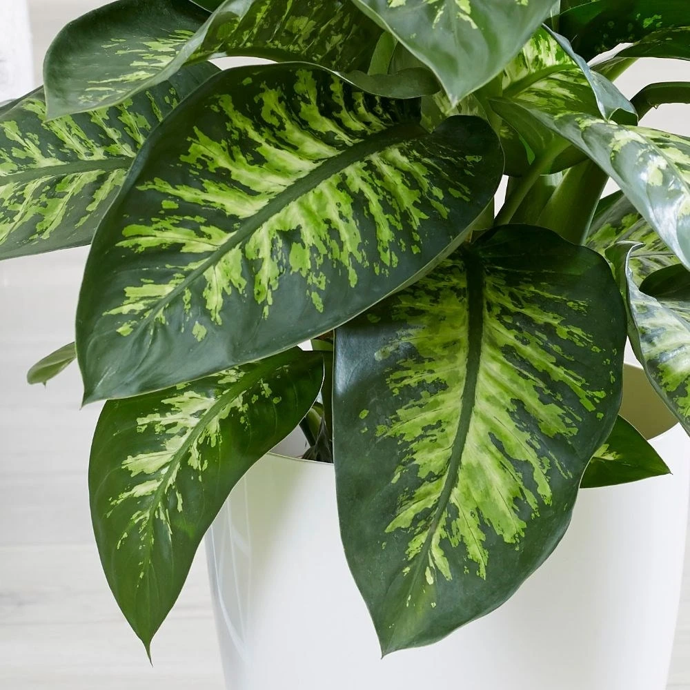 Dieffenbachia 'Tropic Snow' - Image 2
