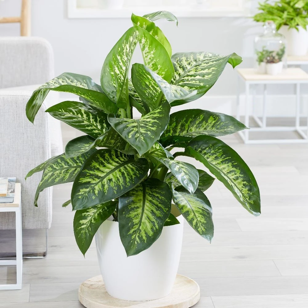 Dieffenbachia 'Tropic Snow' - Image 3