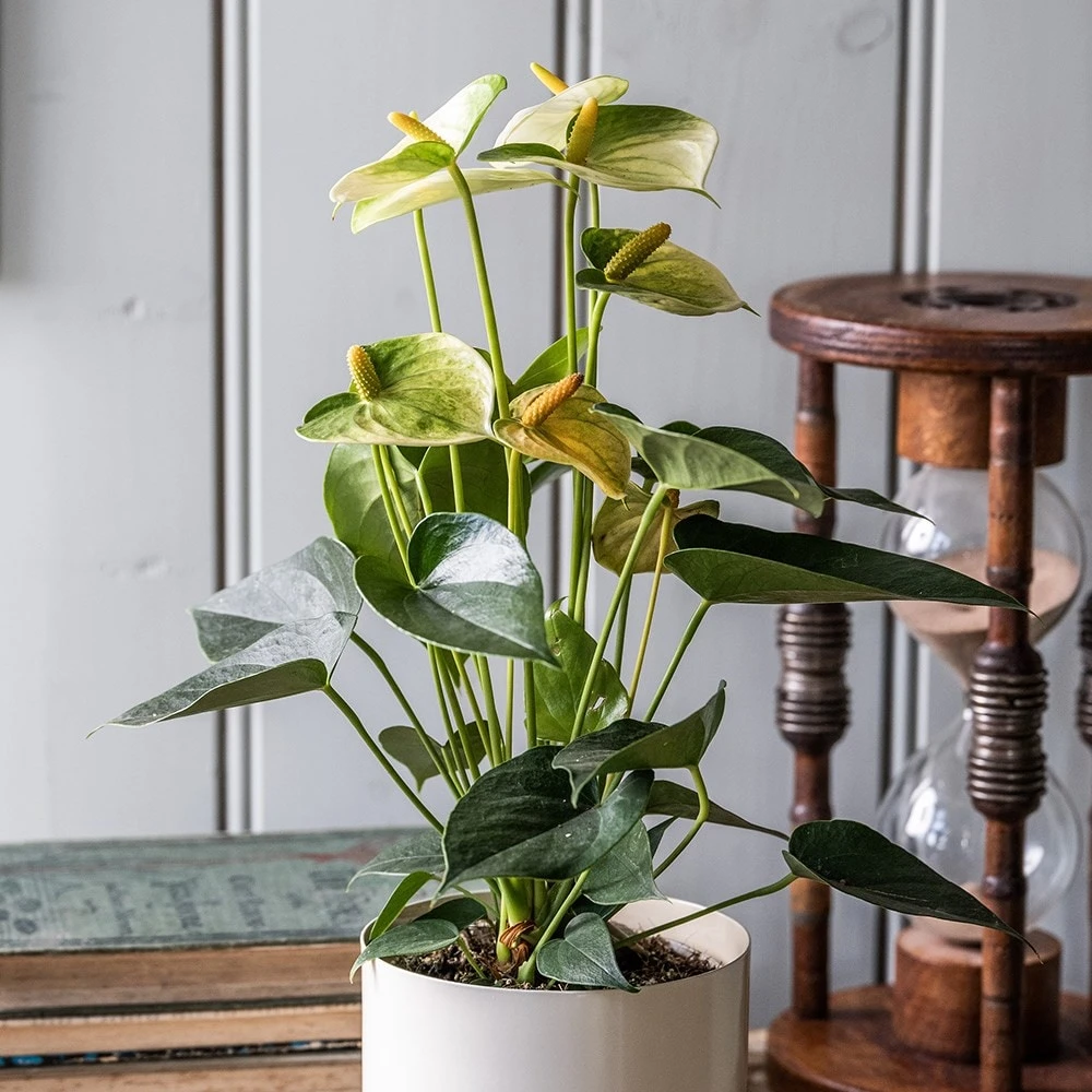 Anthurium Vanilla Champion - Image 3