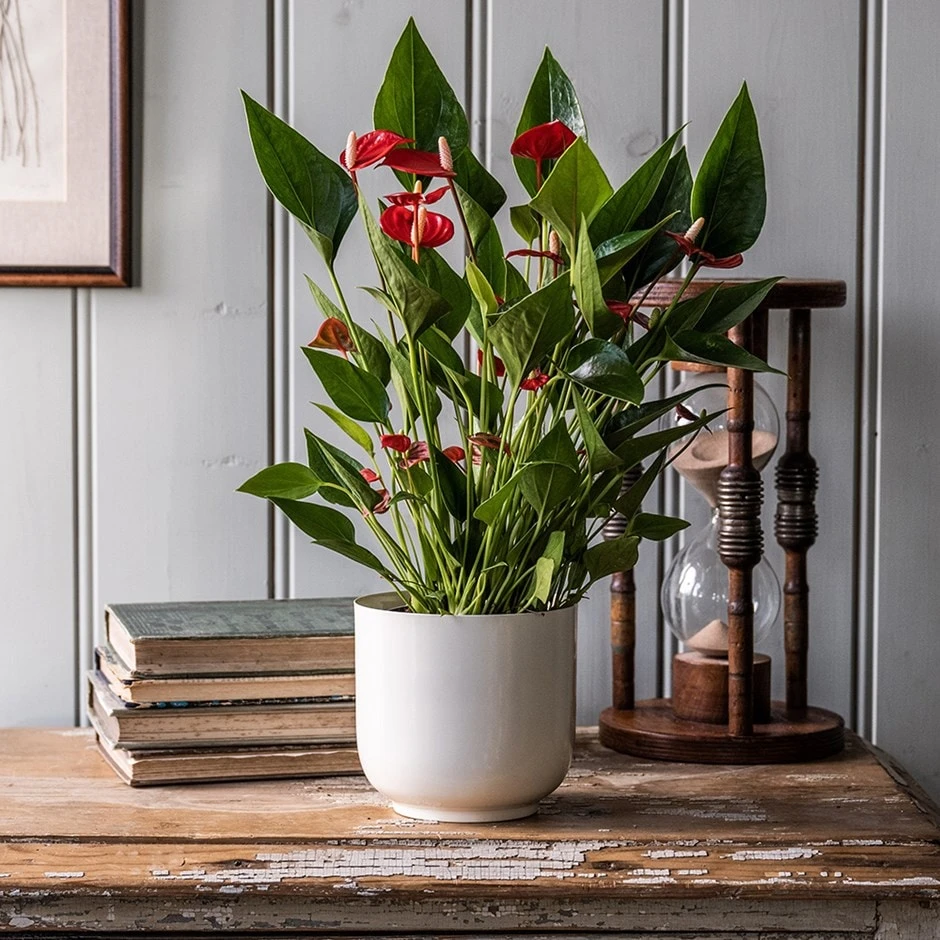 Anthurium 'Million Flowers'