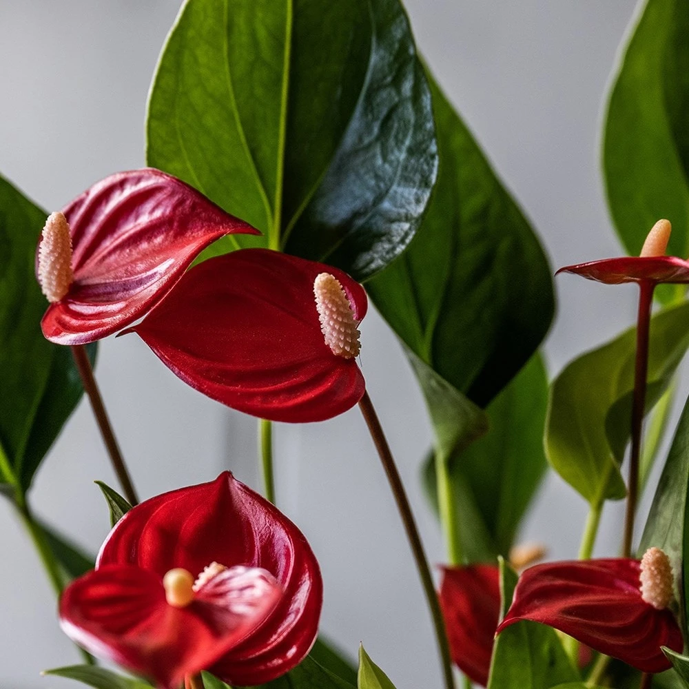 Anthurium 'Million Flowers' - Image 2
