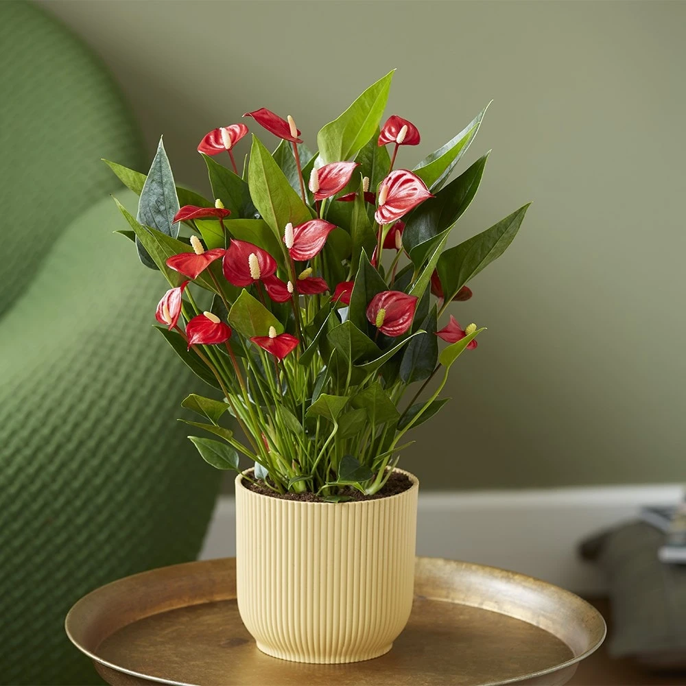 Anthurium 'Million Flowers' - Image 3