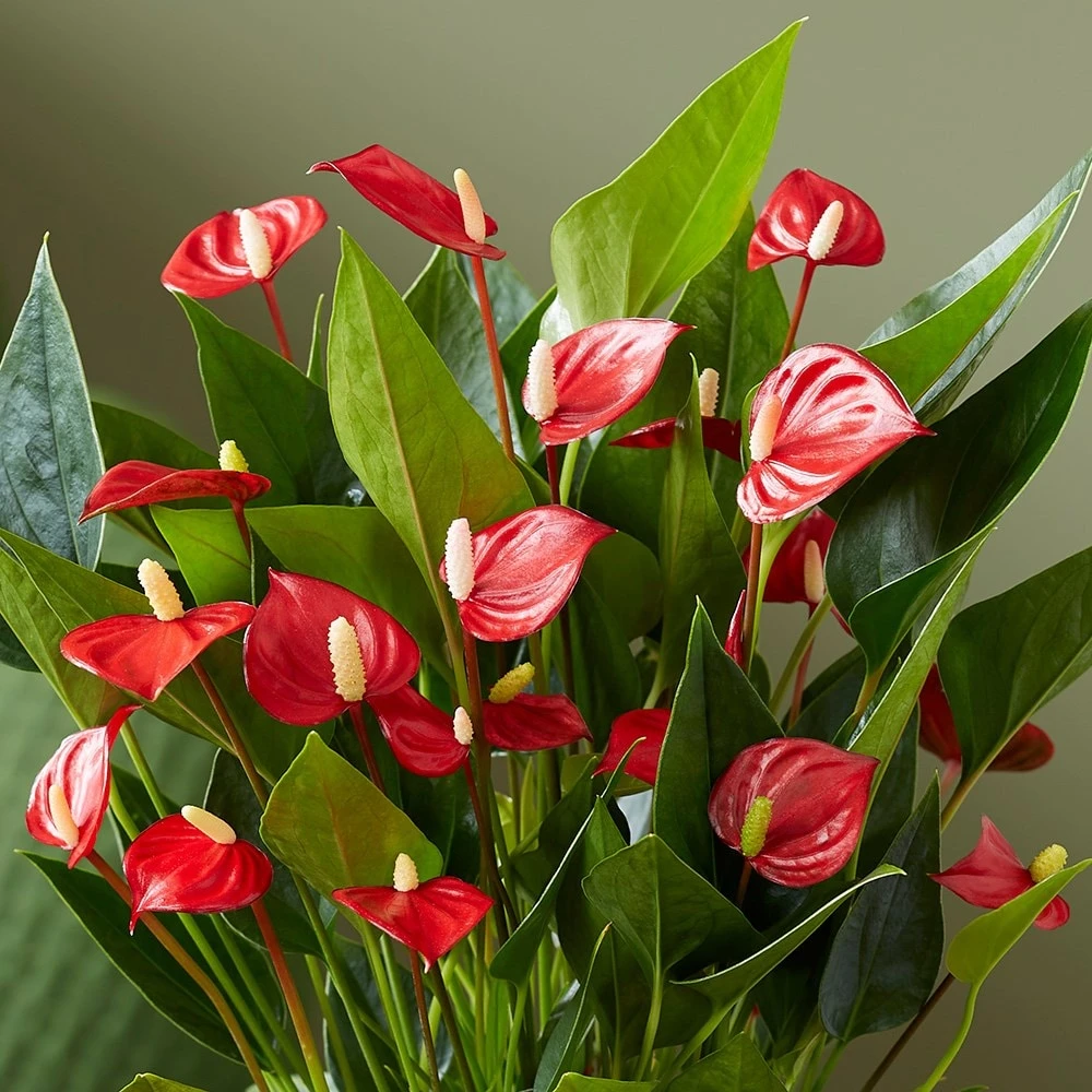 Anthurium 'Million Flowers' - Image 4