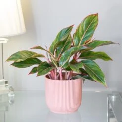 Aglaonema 'Star Light Pink'