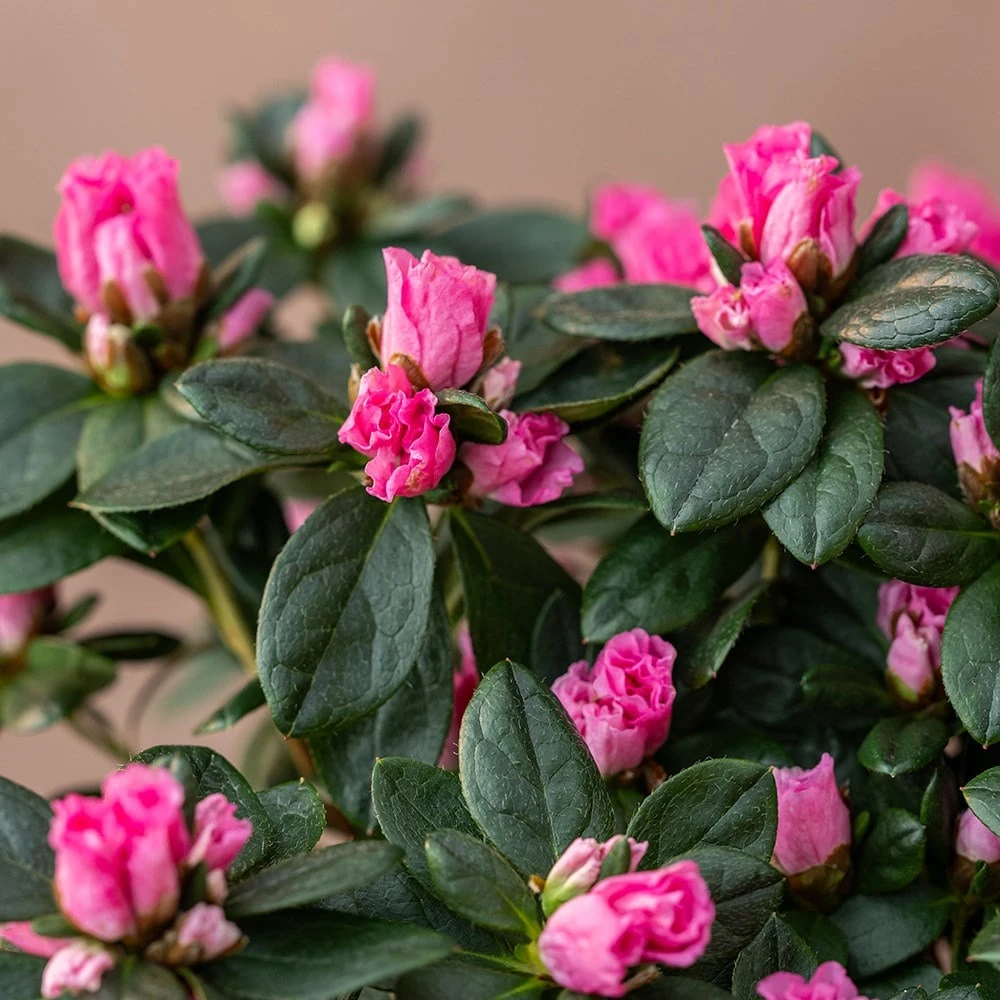 Azalea Flandresse 'Pink' - Image 3