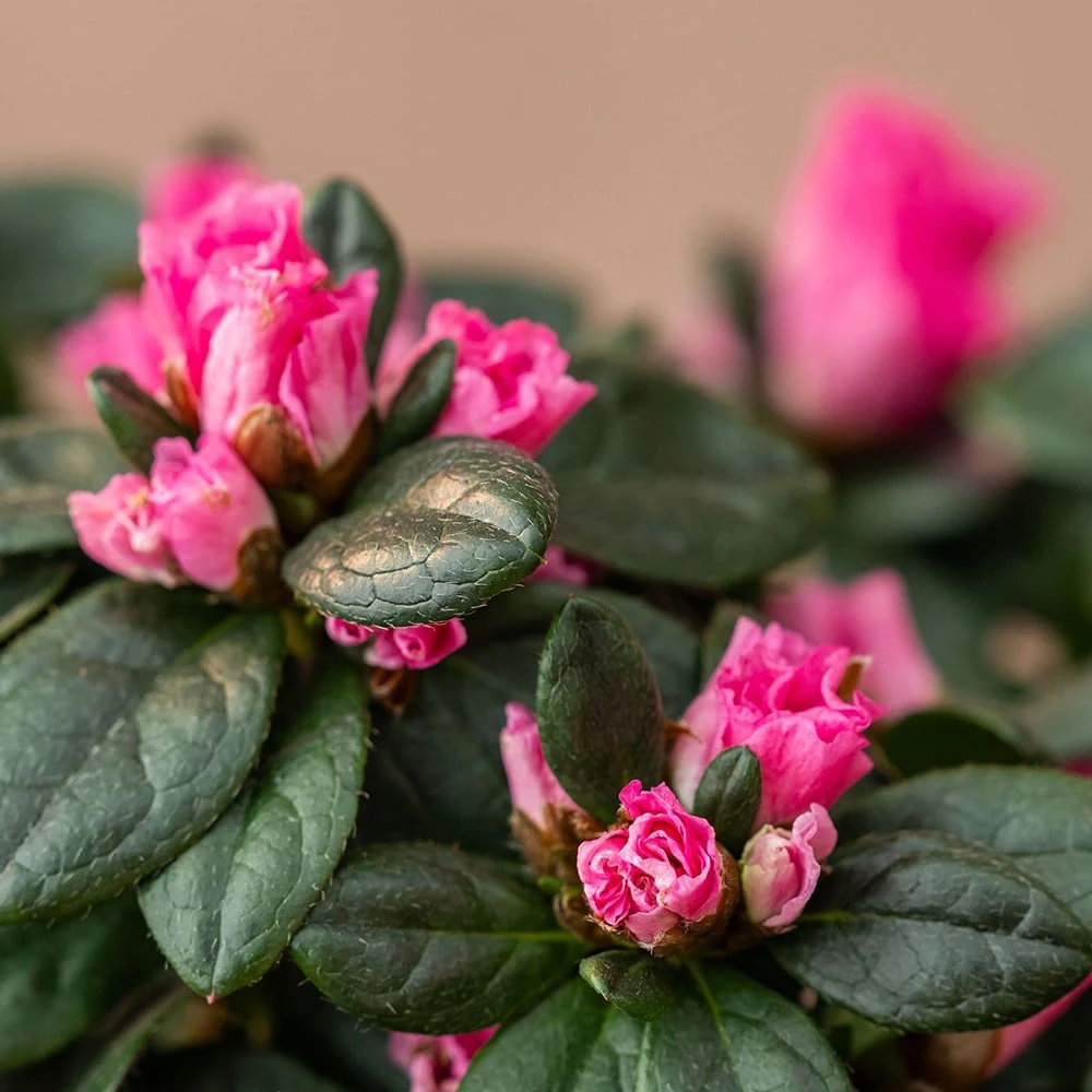 Azalea Flandresse 'Pink' - Image 4