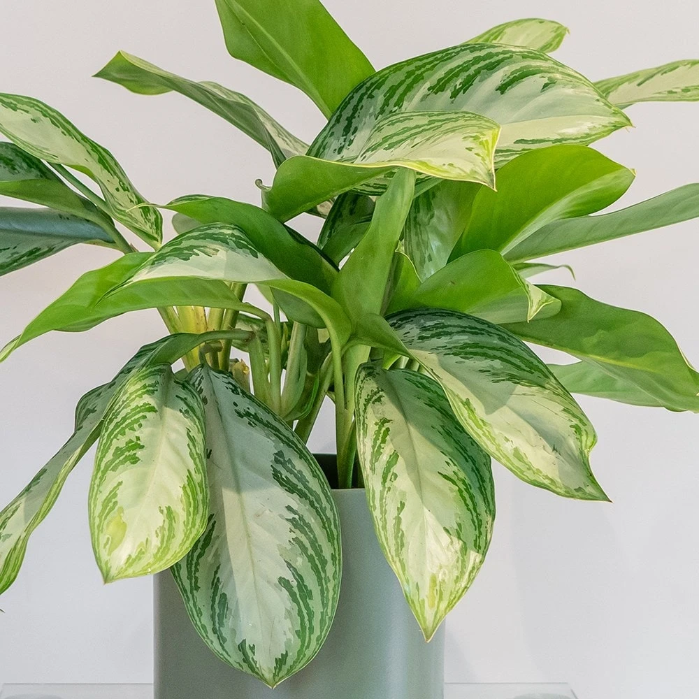 Aglaonema 'Silver Bay' - Image 2